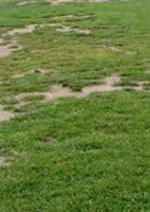 Histoires d'herbe Histoires d'herbe